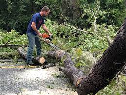 How Our Tree Care Process Works  in Interlachen, FL