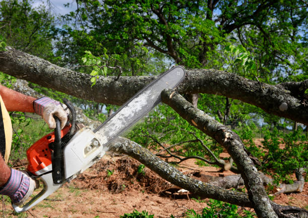 Interlachen, FL Tree Services Company